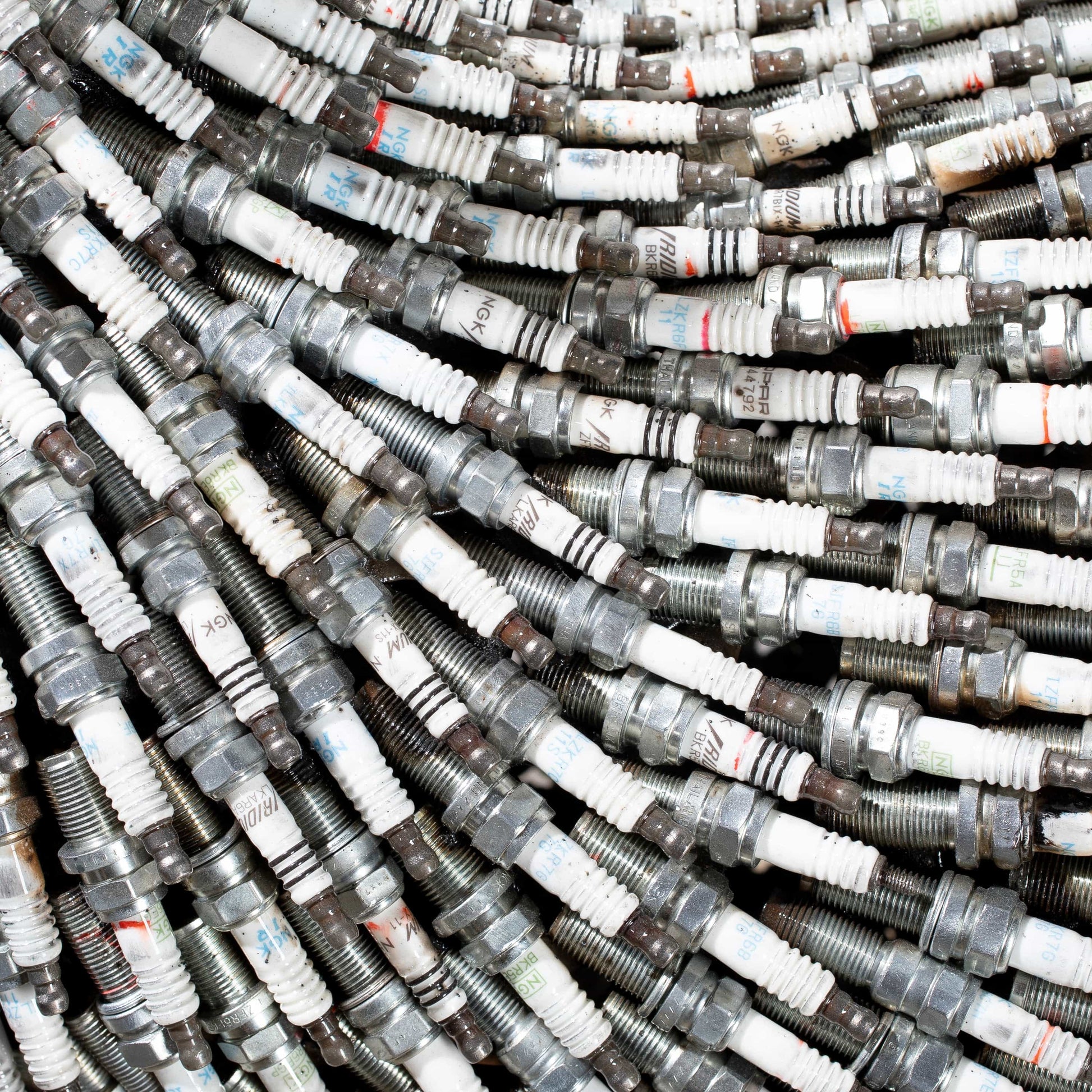 Large spark plug sheep full view