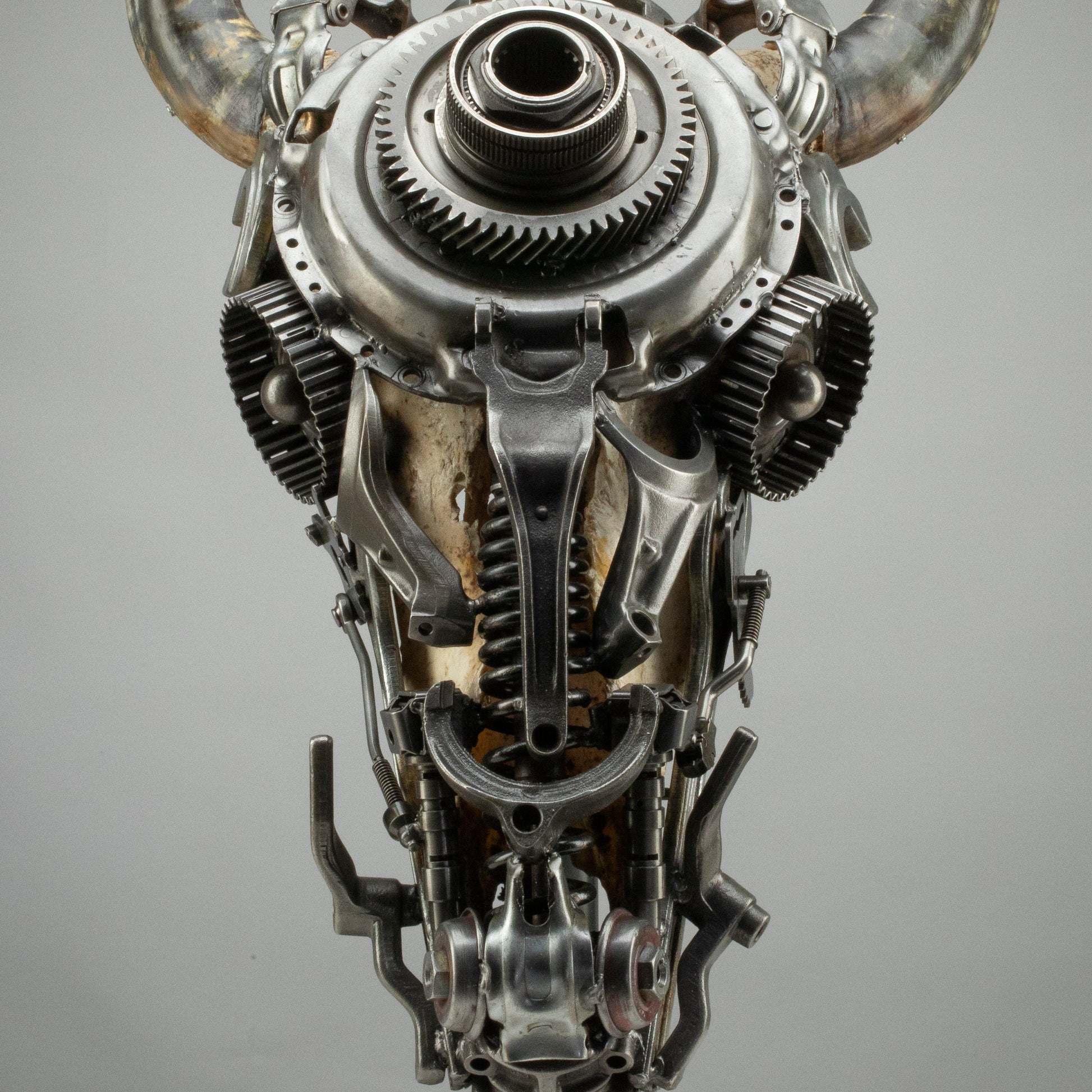 Bull skull S157 angle view