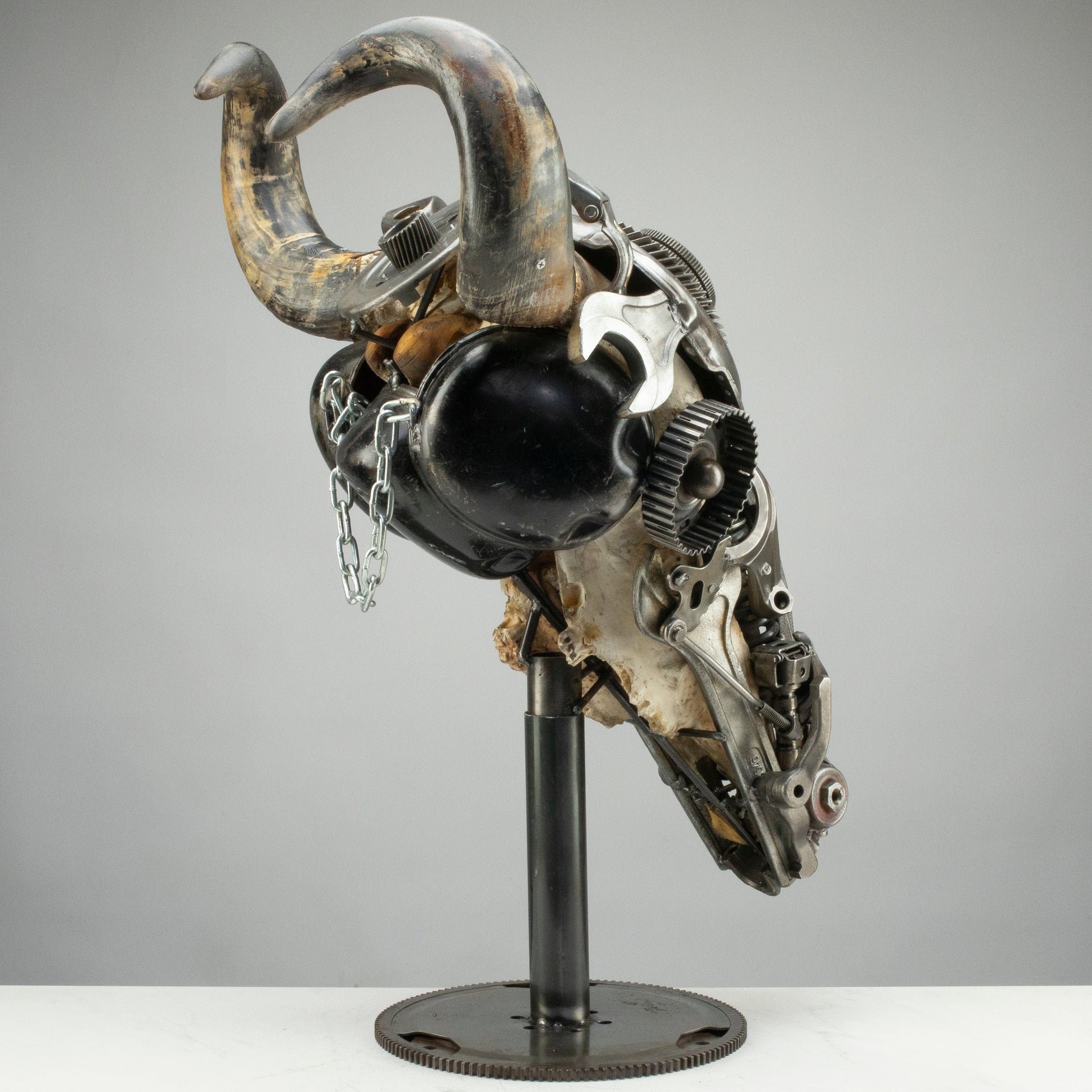 Bull skull S157 detail