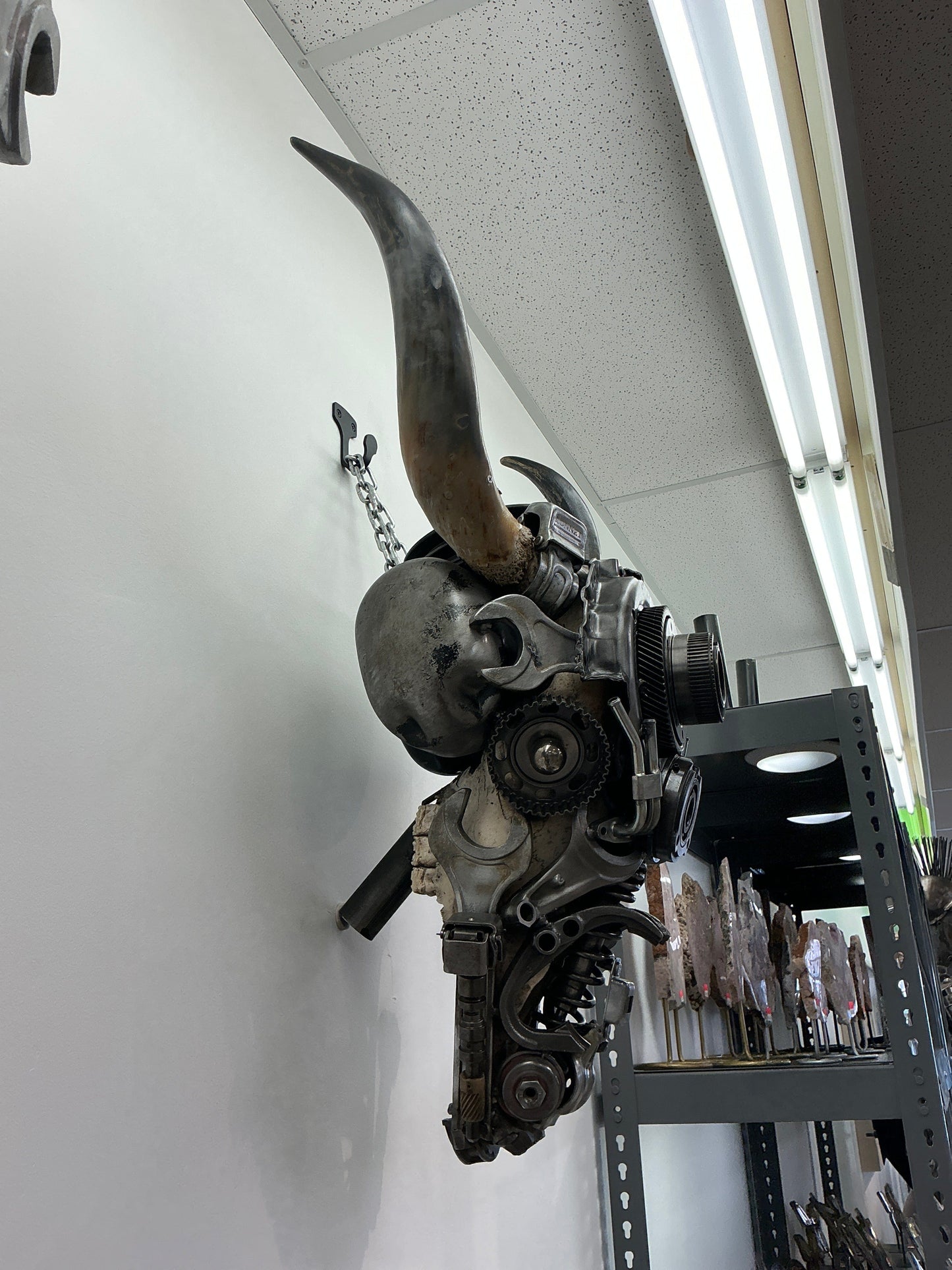 Bull skull S162 side view
